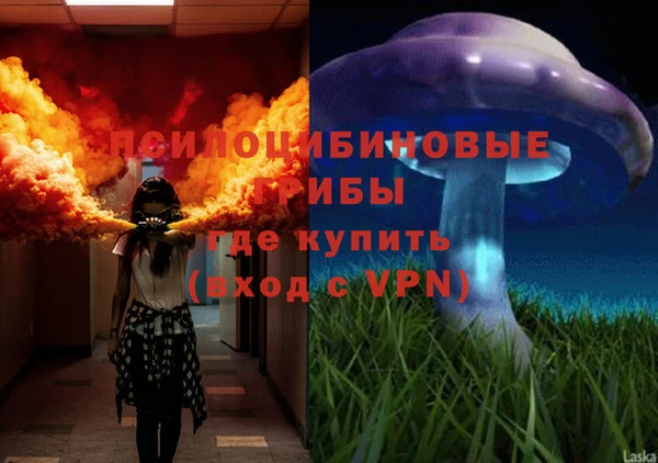 прущие грибы Корсаков