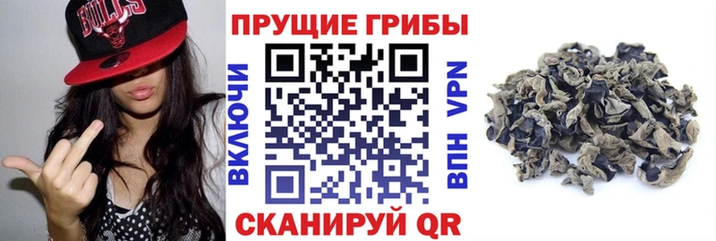 Псилоцибиновые грибы Psilocybe  Купить закладки  Гвардейск 